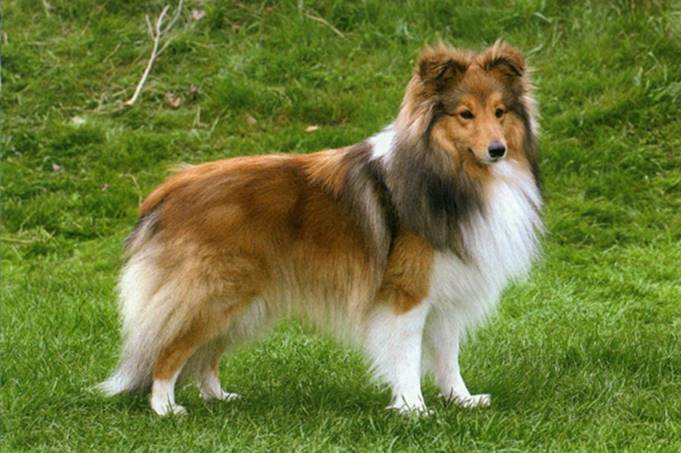 Shetland sheepdog